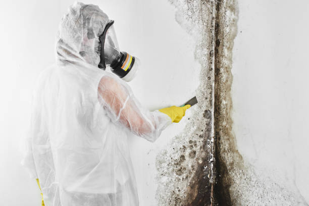 Mold Testing and Removal in Trussville, AL