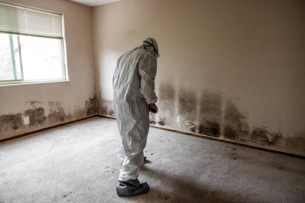 Best Mold Damage Repair  in Trussville, AL