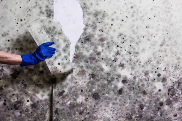 Trusted Trussville, AL Mold Removal Experts
